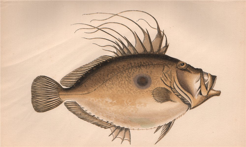 JOHN DORY. Zeus faber, Saint-Pierre, Jean-Doré. COUCH. Fish 1862 old print